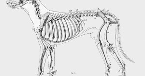 Can You Identify these Dog Breeds?