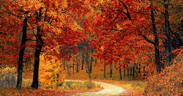What season do you prefer the most?