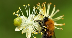 Insects and Arachnids