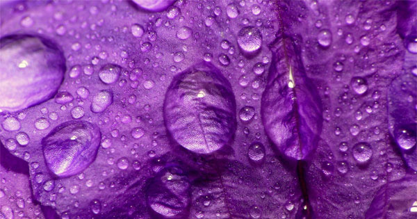 Vibrant purple color personality quiz result with rich royal hues
