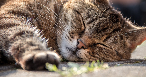 If you dream about an animal, it's most likely to be...