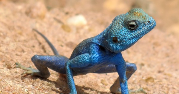 What Do You Know About Reptiles?