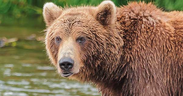 Fierce brown bear standing tall in lush green forest wilderness