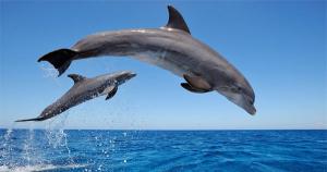 Dolphin