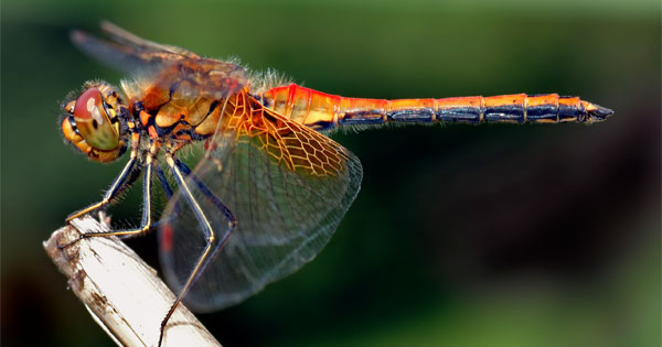 Person discovering their spirit animal is the dragonfly in personality quiz
