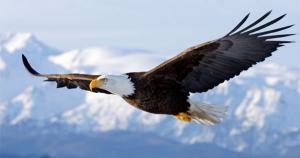 Eagle