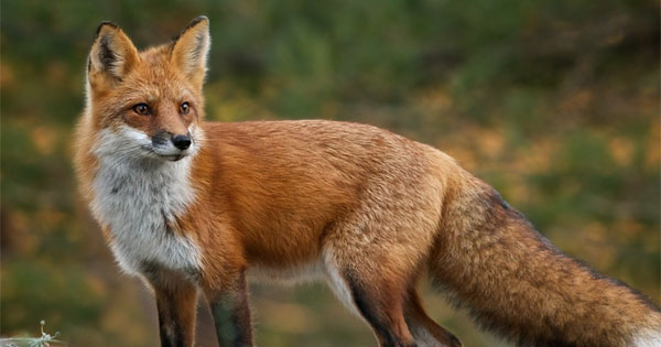 Clever fox spirit animal sitting in a mystical forest setting