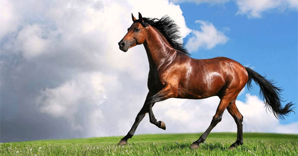 Proud horse galloping freely across open fields representing spirit animal