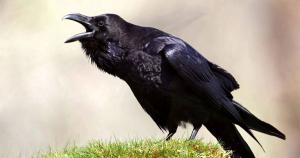 Raven