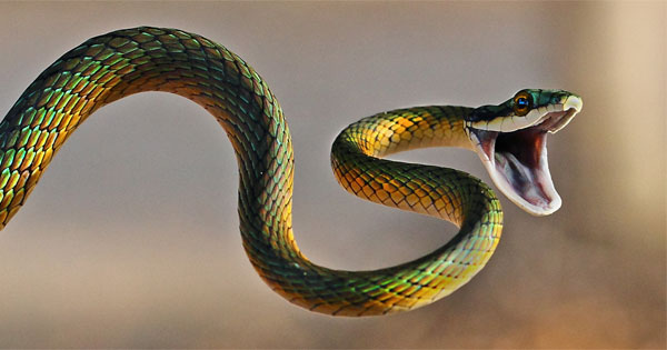 Mysterious snake spirit animal slithering through lush green jungle leaves
