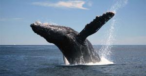 Whale