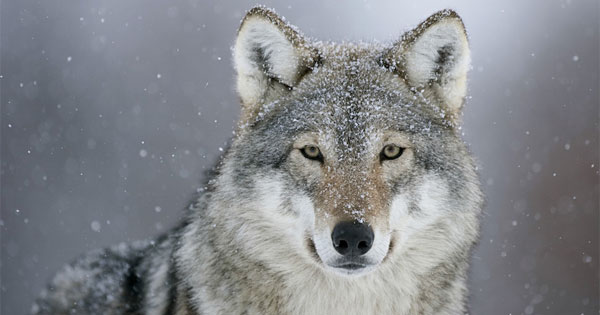 Fierce wolf spirit animal standing proudly in misty forest wilderness